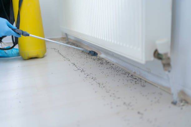 Best Flea Control Services  in Vernon, AL
